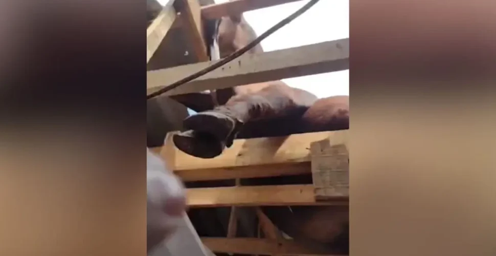 Boi cai do céu, quebra telhado e assusta moradores em cidade de SC