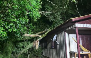 Bombeiros passam duas horas para remover árvore que caiu sobre casa em Araranguá