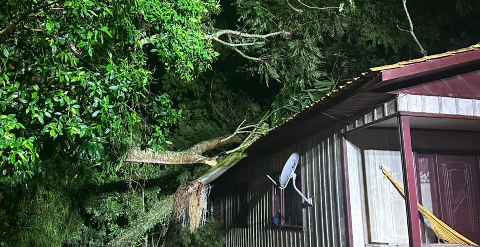 Bombeiros passam duas horas para remover árvore que caiu sobre casa em Araranguá