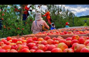 Falta de mão de obra na serra catarinense trava safra da maçã e setor teme desabastecimento