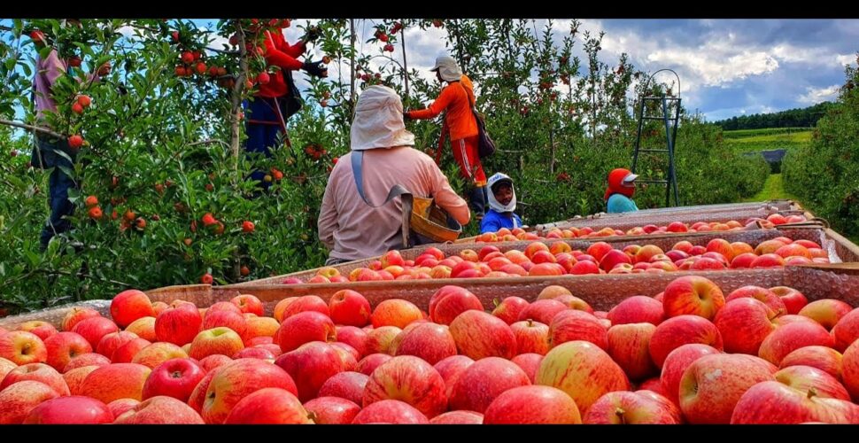 Falta de mão de obra na serra catarinense trava safra da maçã e setor teme desabastecimento