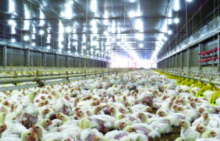 Produtores de alimentos correm risco com crise no golfo pérsico