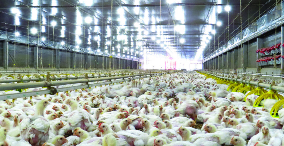 Produtores de alimentos correm risco com crise no golfo pérsico