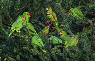 Milhares de papagaios-charão ‘invadem’ cidade da serra catarinense no outono