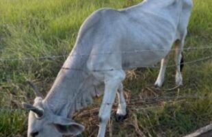 Vaca resgatada em estado de desnutrição severa