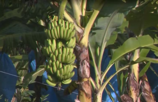 Clarinha, a banana que nasceu por acaso e pode revolucionar a safra de SC