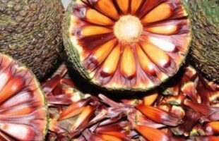 Temporada do pinhão começa nesta quarta-feira em Santa Catarina