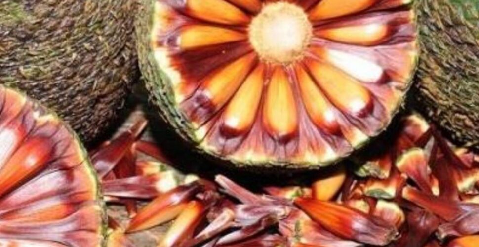 Temporada do pinhão começa nesta quarta-feira em Santa Catarina