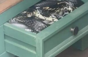 Cobra é encontrada dentro de gaveta de banheiro em residência de Siderópolis
