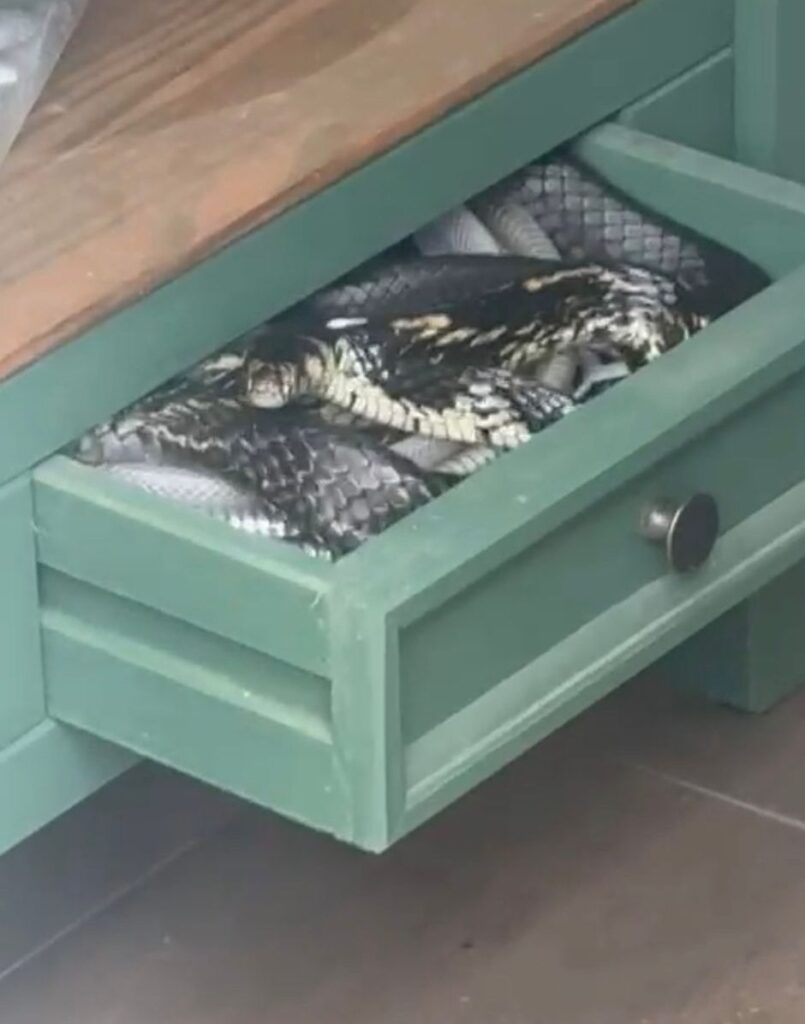 Cobra é encontrada dentro de gaveta de banheiro em residência de Siderópolis