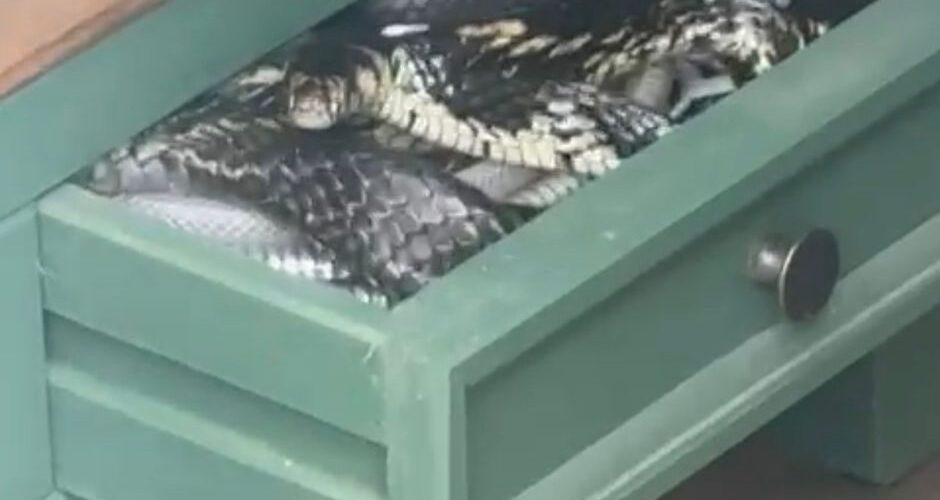 Cobra é encontrada dentro de gaveta de banheiro em residência de Siderópolis