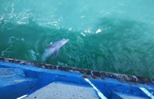 Boto é encontrado morto preso em rede de pesca em Balneário Rincão