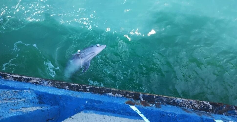 Boto é encontrado morto preso em rede de pesca em Balneário Rincão