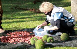 Proibida coleta de pinhão em Santa Catarina até 1º de abril