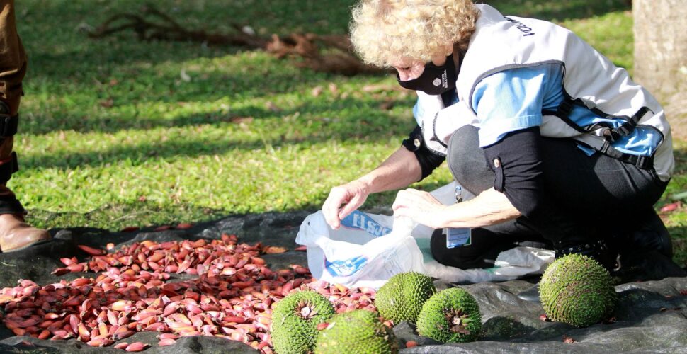 Proibida coleta de pinhão em Santa Catarina até 1º de abril