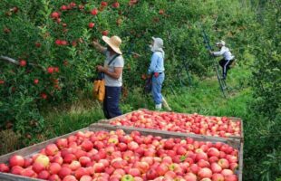 Maçãs apodrecem no chão com safra recorde Produtores atribuem falta de mão de obra ao Bolsa Família e pedem que benefício seja mantido para quem aceitar trabalho formal