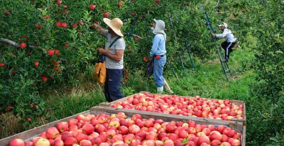 Maçãs apodrecem no chão com safra recorde Produtores atribuem falta de mão de obra ao Bolsa Família e pedem que benefício seja mantido para quem aceitar trabalho formal