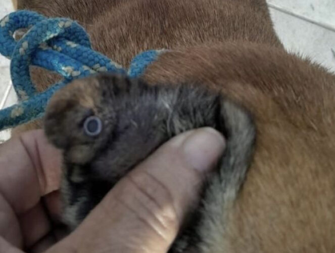 Cão comunitário é ferido por tiro de chumbinho na Praia do Sol, em Laguna