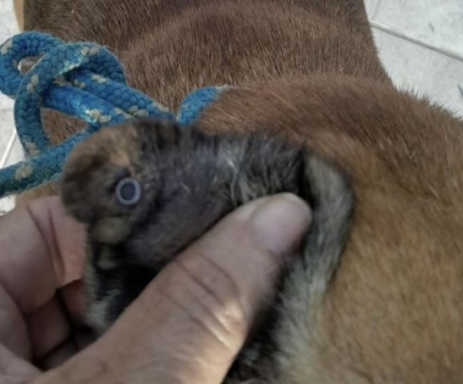 Cão comunitário é ferido por tiro de chumbinho na Praia do Sol, em Laguna