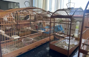 Operação ambiental apreende mais de 60 pássaros silvestres em Orleans