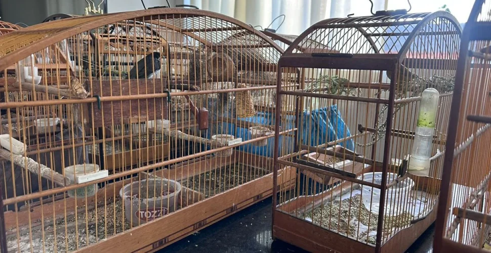 Operação ambiental apreende mais de 60 pássaros silvestres em Orleans