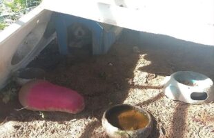 Homem é preso por manter quatro cães em condições degradantes