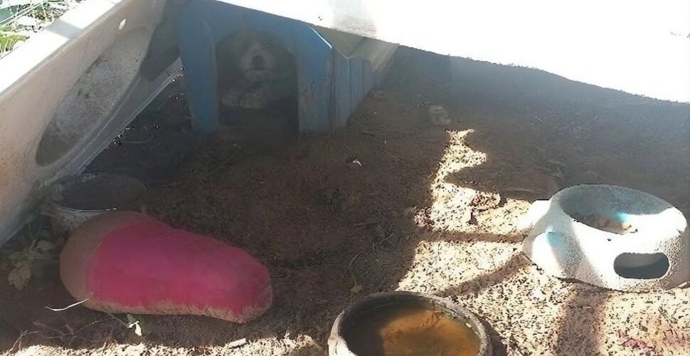 Homem é preso por manter quatro cães em condições degradantes