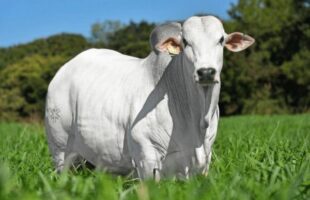 Boi gordo dispara e mercado testa novo teto no Brasil