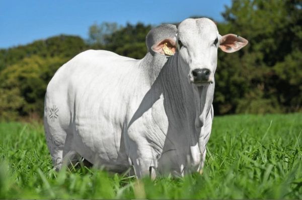 Boi gordo dispara e mercado testa novo teto no Brasil