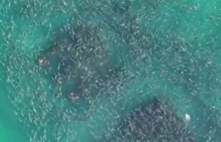 Cardume de tainha impressiona no Farol de Santa Marta a menos de um mês da safra