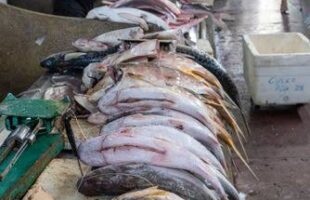 Peixe na Sexta-feira Santa: tradição que une fé, história e sabor à mesa dos brasileiros