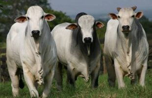 Cepea: preço do boi gordo avança e março tem maior patamar desde 2022