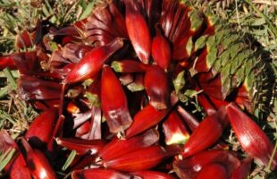 Pinhão pode ficar mais raro e caro nas mesas catarinenses neste inverno