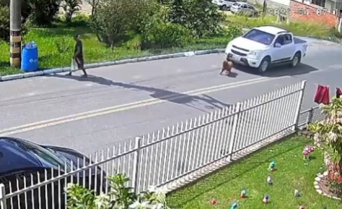 Polícia procura motorista que atropelou e matou cadela idosa em Braço do Norte
