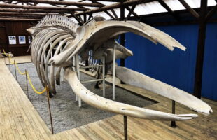 Museu da Baleia de Imbituba ganha destaque estadual