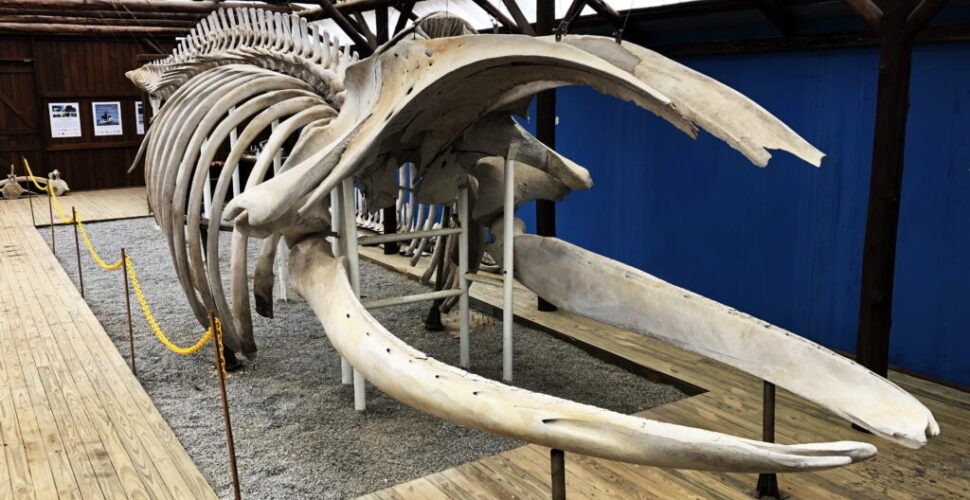 Museu da Baleia de Imbituba ganha destaque estadual