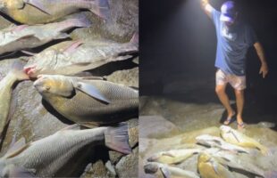 Impasse técnico sobre o burriquete gera multa de R$ 60 mil e ameaça pescadores artesanais de SC