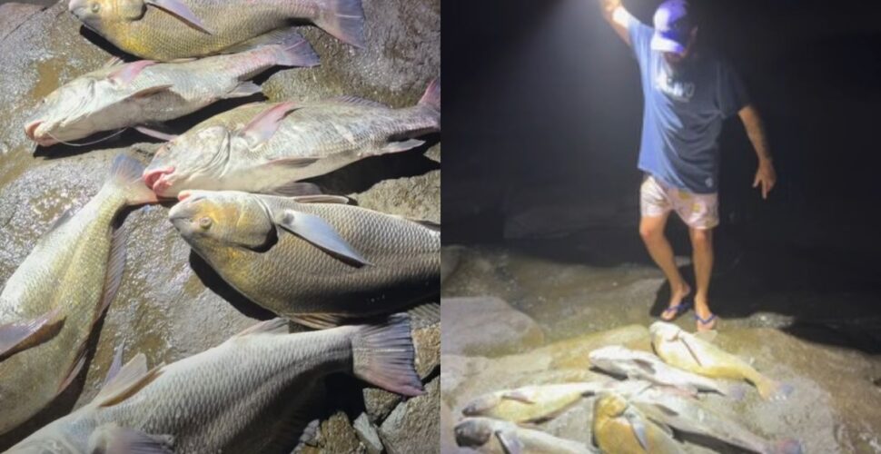 Impasse técnico sobre o burriquete gera multa de R$ 60 mil e ameaça pescadores artesanais de SC