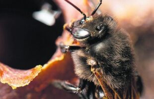 Méis brasileiros conquistam chefs e produtores