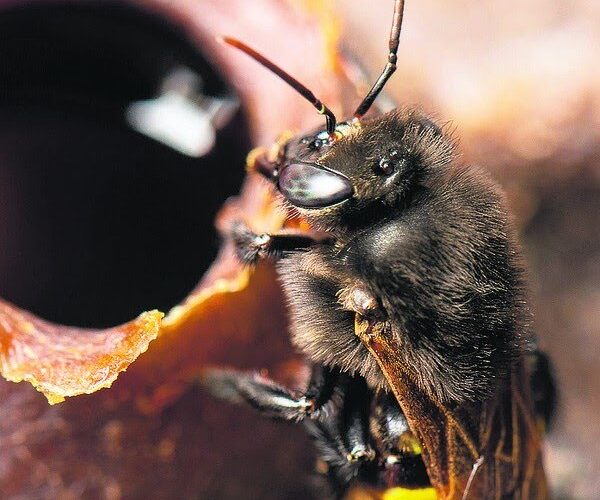 Méis brasileiros conquistam chefs e produtores