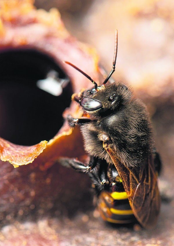 Méis brasileiros conquistam chefs e produtores