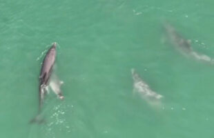 Golfinhos com filhote nadam em sincronia no Farol de Santa Marta