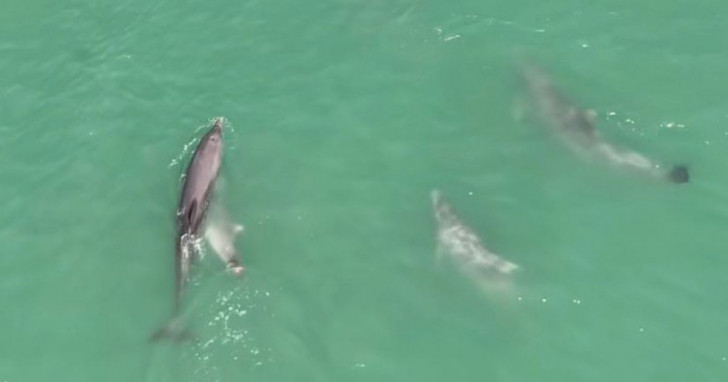 Golfinhos com filhote nadam em sincronia no Farol de Santa Marta