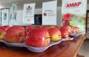 Produtores de maçã Fuji de São Joaquim podem ganhar cerca de R$ 30 mil em concurso gratuito