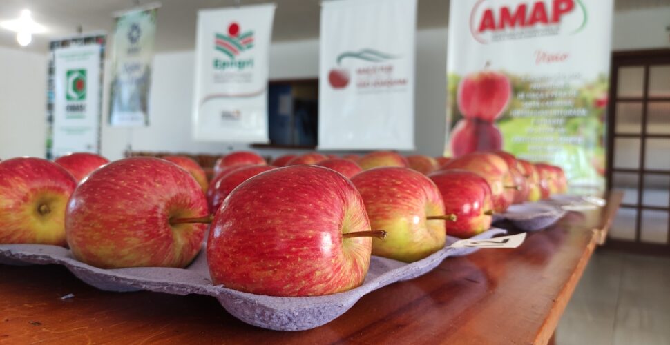 Produtores de maçã Fuji de São Joaquim podem ganhar cerca de R$ 30 mil em concurso gratuito