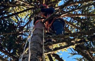 Adolescente sofre choque elétrico a 20 metros de altura durante colheita de pinhão em Painel