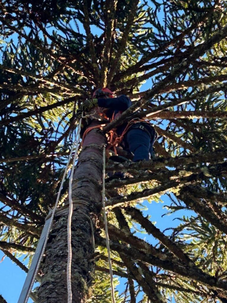 Adolescente sofre choque elétrico a 20 metros de altura durante colheita de pinhão em Painel