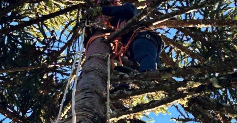 Adolescente sofre choque elétrico a 20 metros de altura durante colheita de pinhão em Painel