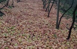 Sem compradores, produtores descartam toneladas de goiaba no RS
