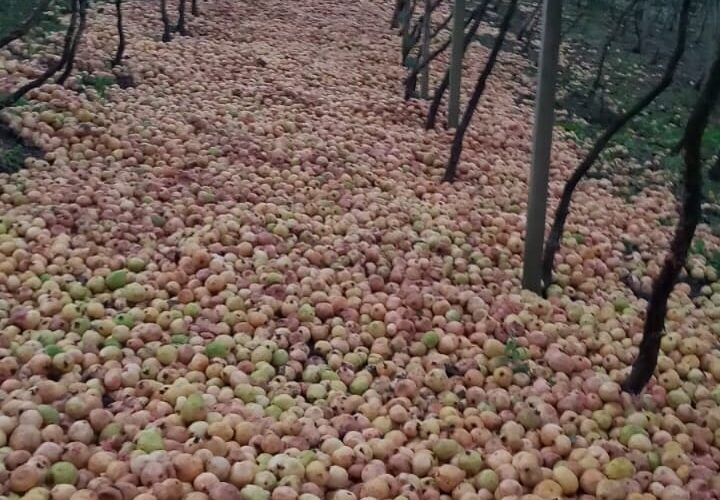 Sem compradores, produtores descartam toneladas de goiaba no RS